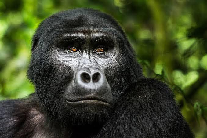Fencher Safaris Uganda - Agency in Kampala (4/5)